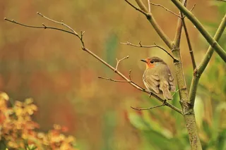 罗宾，鸟，动物，鸣鸟，物种，关闭，春天