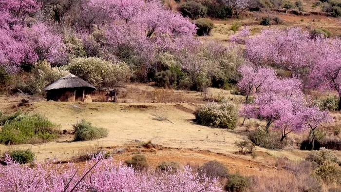 莱索托，圆形小屋，桃花，春天，自然