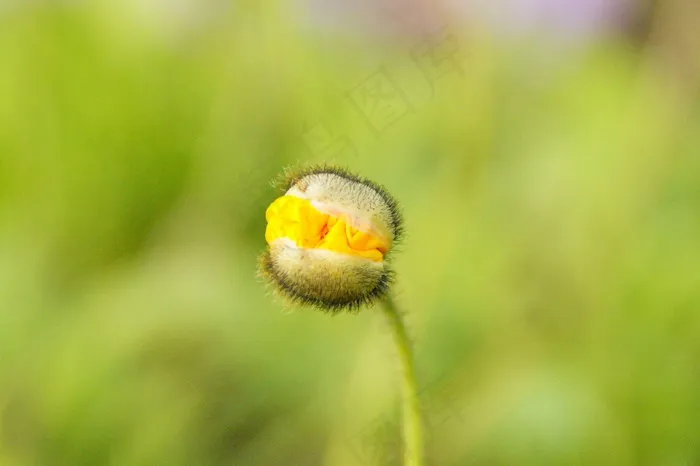 罂粟，罂粟芽，罂粟花，爆裂，Klatschmohn