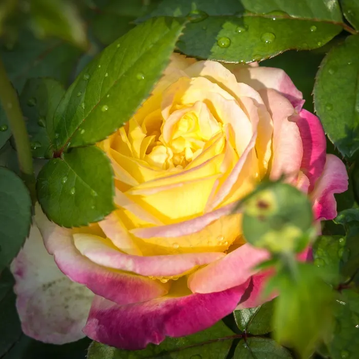 玫瑰，滴，开花，水