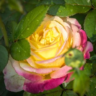 玫瑰，滴，开花，水