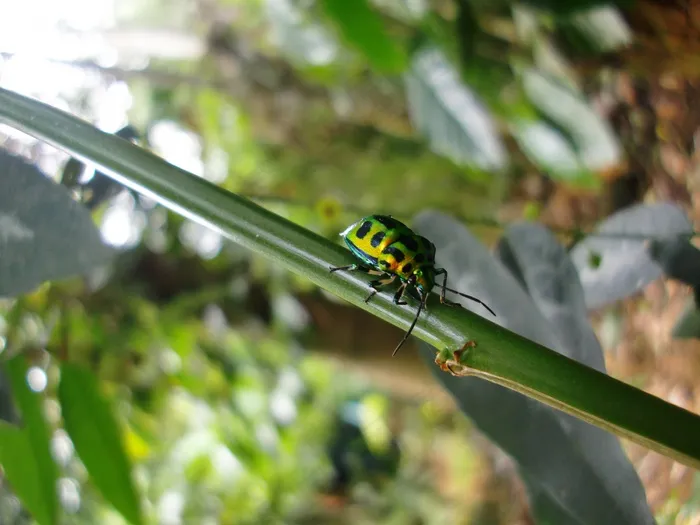 花园，宏，甲虫，昆虫，翼，野生动物，Bug