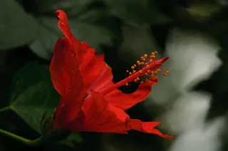 开花，红色，宏