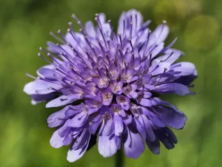 花，性质，春天，花瓣，宏，紫，开花