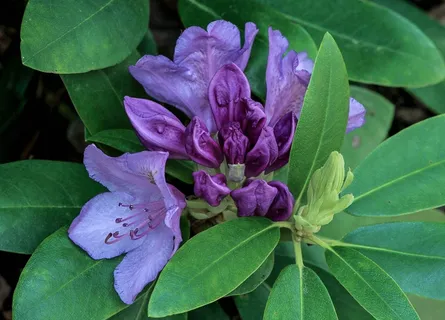 杜鹃花,花,紫色,花蕾,灌木,布什 杜鹃花,花,紫色,花蕾,灌木,布什