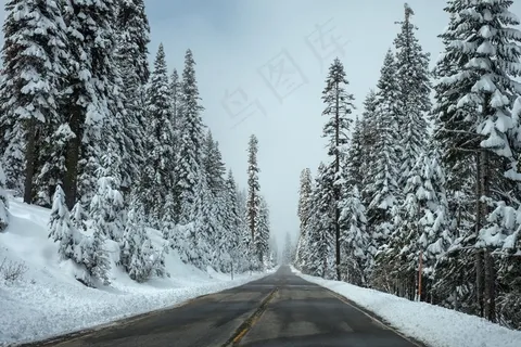 道路,森林,冬季,街,雪,沥青,远程 道路,森林,冬季,街,雪,沥青,远程