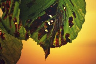 秋，叶子，秋天的树叶，树，绿色，秋天的树叶