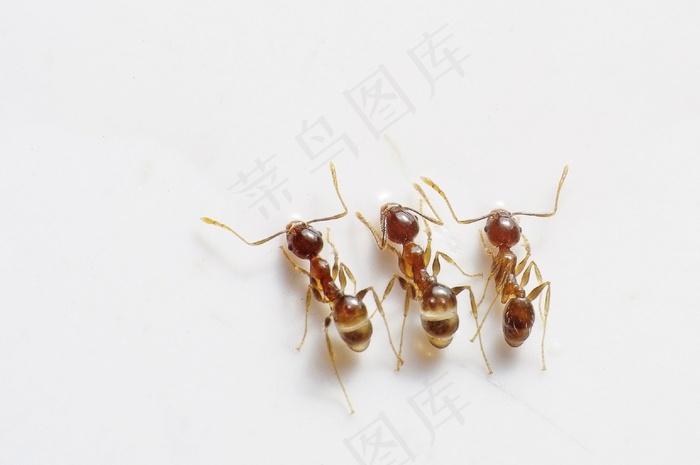 蚂蚁，虫子，昆虫，三，三重，棕色，自然