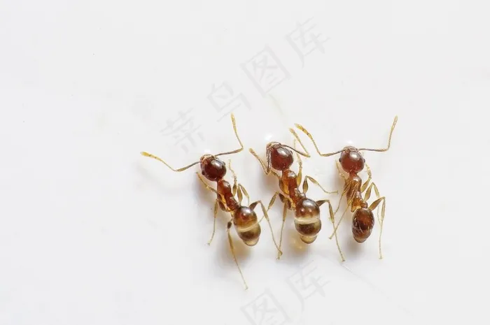 蚂蚁，虫子，昆虫，三，三重，棕色，自然