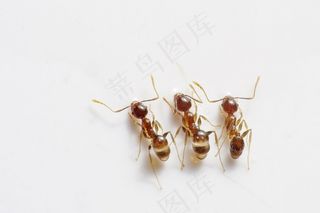 蚂蚁，虫子，昆虫，三，三重，棕色，自然