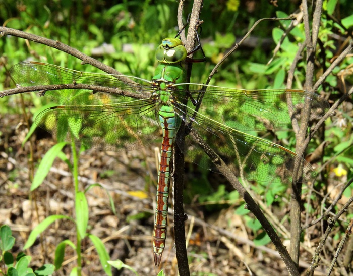 Anax Imperator，皇帝蜻蜓，蓝皇帝