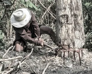自然，树，鲜血，拆除，景观，斧头，木材