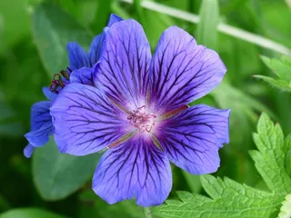 鹤嘴Blossom，开花，邮票，植物，花