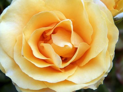 玫瑰，花，黄玫瑰