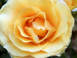 玫瑰，花，黄玫瑰