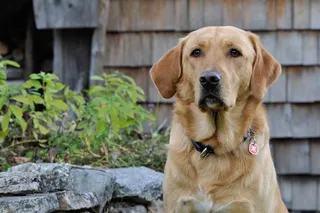 狗，拉布拉多，性质，明亮的外套，宠物