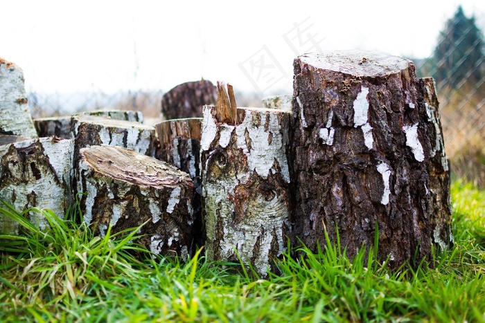 木材，木材，木材，硬木，桦木，树皮，切碎