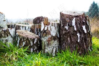 木材，木材，木材，硬木，桦木，树皮，切碎