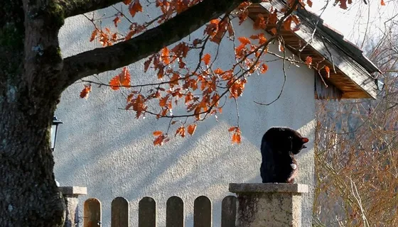 植物,图画,工艺品,文字图片,合照,聊天室