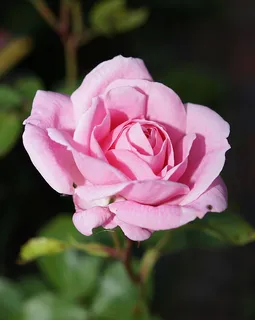 玫瑰,开花,玫瑰绽放,粉红色,香 玫瑰,开花,玫瑰绽放,粉红色,香