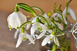 雪花莲，山谷的百合花，花，植物，鲜花