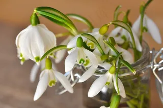 雪花莲，山谷的百合花，花，植物，鲜花