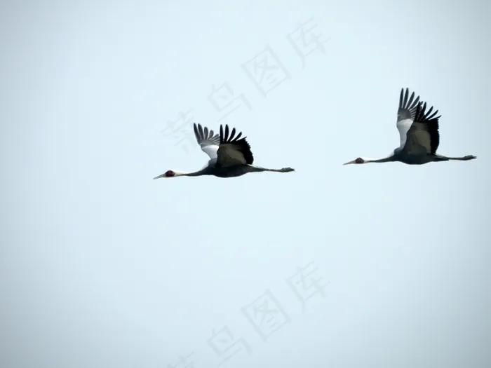 起重机，鸟，飞，飞行，禽，Aves，动物区系，航空动物