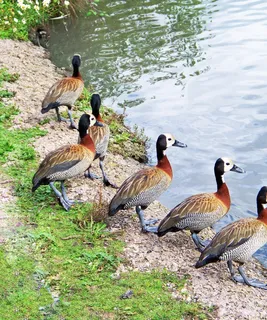 白面鸭，鸭绿鸭，鸭