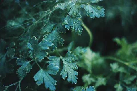 性质,植物,草本植物,独活草,增长,园艺,新鲜 性质,植物,草本植物,独活草,增长,园艺,新鲜