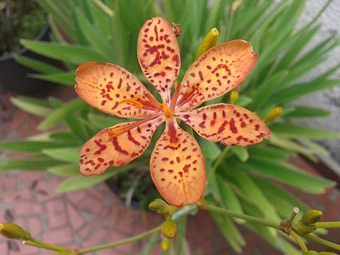 花，花园，花瓶，黄色的花，性质，夏天