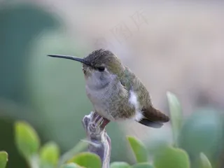 蜂鸟，下加利福尼亚州，丁基