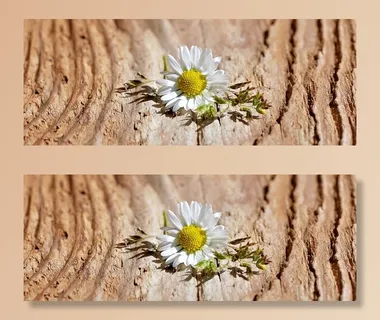 花，开花，白，草，木材