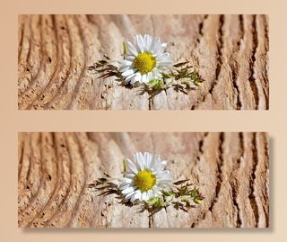 花，开花，白，草，木材