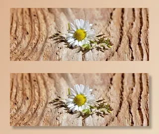 花，开花，白，草，木材