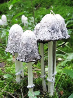 Schopf鸡腿菇，蘑菇，鸡腿菇，Coprinus Comatus