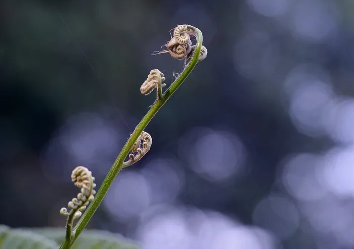 蕨类，自然，叶子，植物群，叶，植物，森林