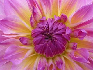 花，大丽花，粉红色