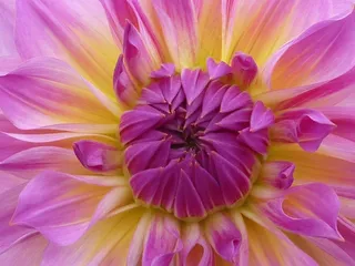 花，大丽花，粉红色