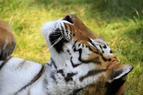 虎,头,猫,猫脸,肖像,毛皮,关闭,毛茸茸 虎,头,猫,猫脸,肖像,毛皮,关闭,毛茸茸