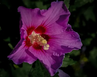 Althea,花,沙龙玫瑰,紫色,自然,花的 Althea,花,沙龙玫瑰,紫色,自然,花的