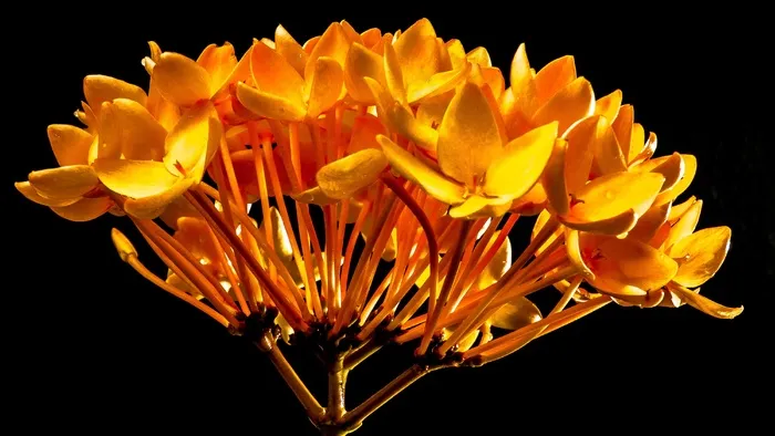 开花，花，橙色