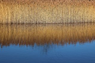 芦苇，光，草，自然，景观，金色