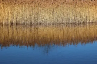 芦苇，光，草，自然，景观，金色