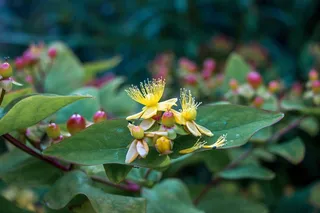 花，黄色，开花，性质，盛开，植物，花园