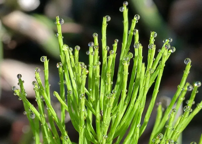 马尾，冲刺冲，植物，自然