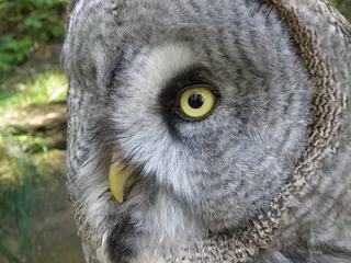 黄褐色雕，黄褐色的猫头鹰，猫头鹰，捕食者