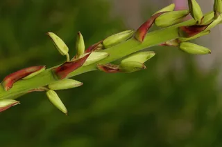 植物，花，花的，植物区系，穗，特写，自然