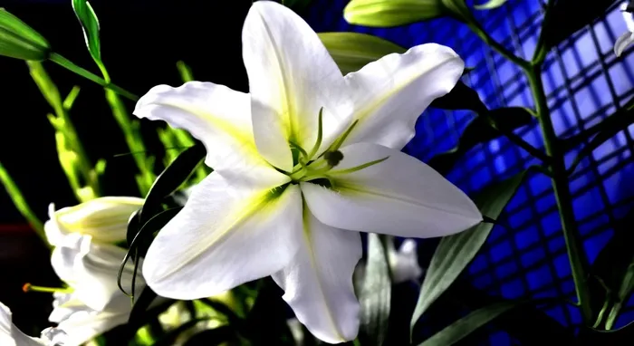 百合，花，白