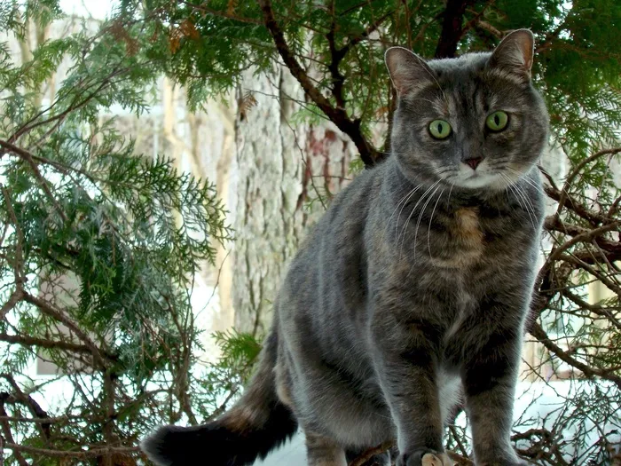 猫，国内，寻找，肖像，毛皮，猫的，可爱