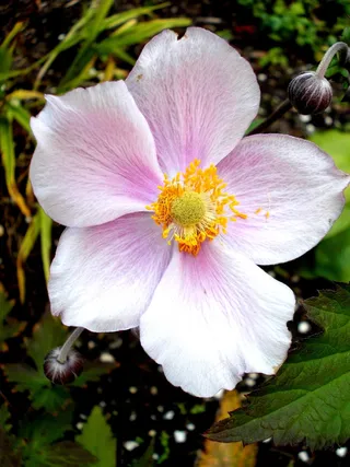 花，自然，开花，厂